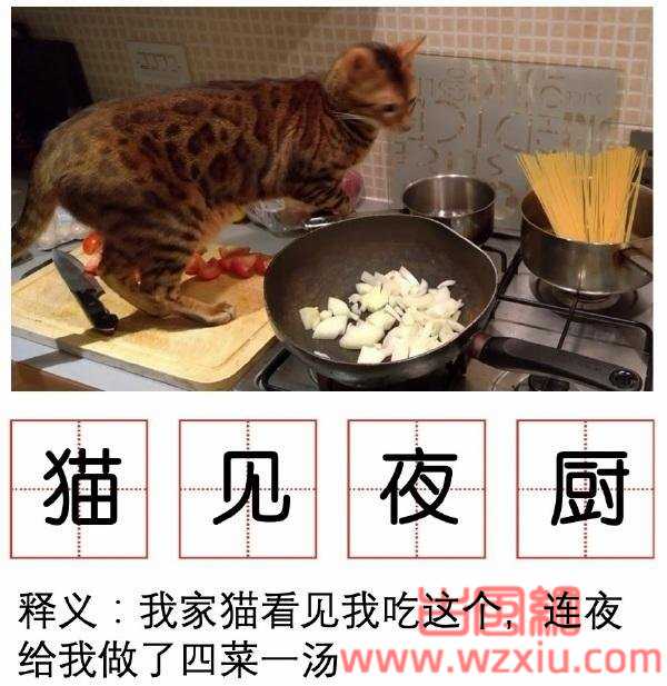 猫见夜厨，狗见夜厨是什么意思？