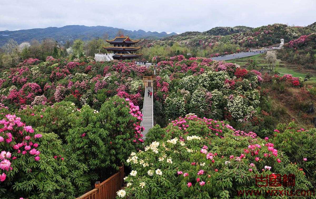 2022年百里杜鹃几月份去好？