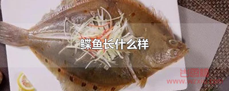 鲽鱼长什么样？