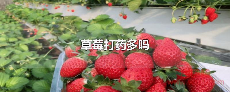 草莓打药多吗