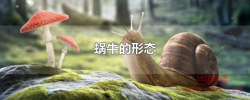 蜗牛的形态有哪些？