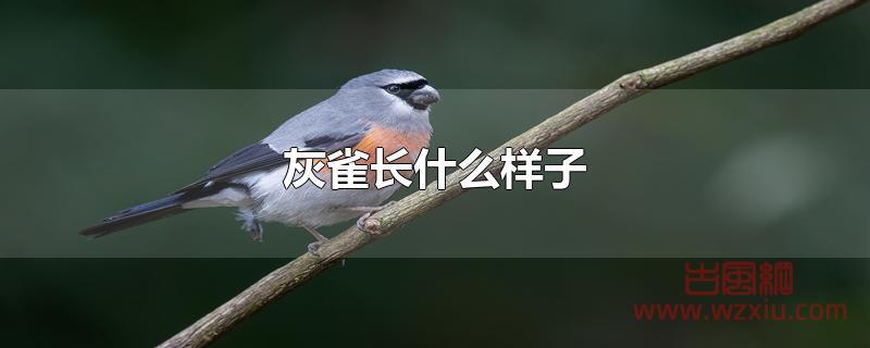 灰雀长什么样子?