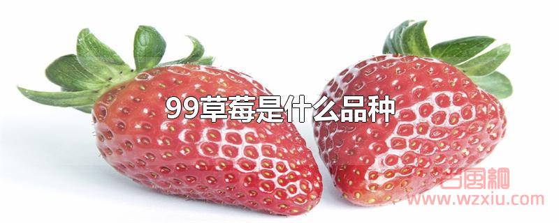 99草莓是什么品种？