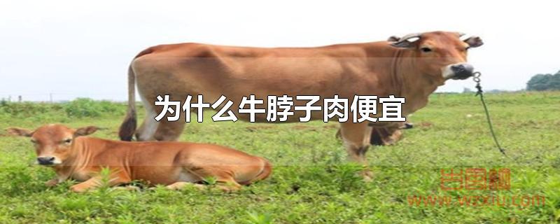 为什么牛脖子肉便宜 为什么牛脖子肉便宜?