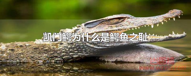 凯门鳄为什么是鳄鱼之耻？