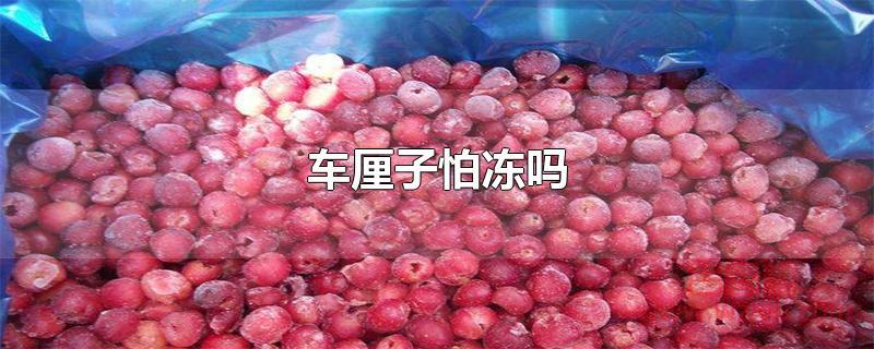 车厘子怕冻吗?