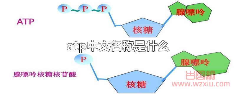 atp中文名称是什么?