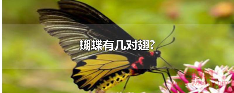蝴蝶有几对翅膀?
