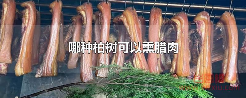 哪种柏树可以熏腊肉？