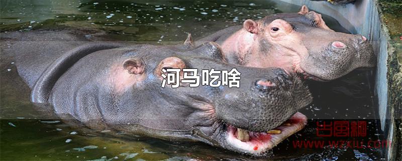 河马吃啥 河马吃啥?