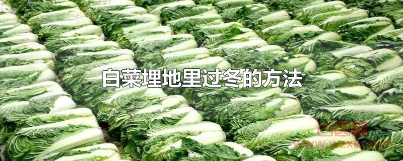 白菜埋地里过冬的方法？