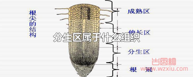 分生区属于什么组织？