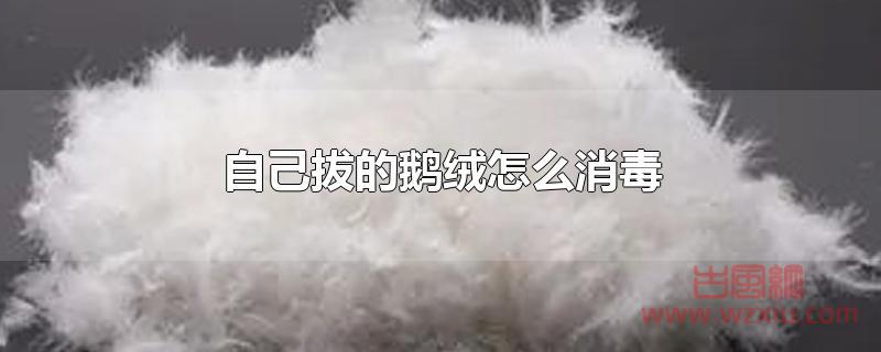 自己拔的鹅绒怎么消毒?