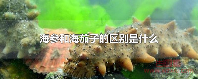 海参和海茄子的区别是什么 海参和海茄子的区别是什么?