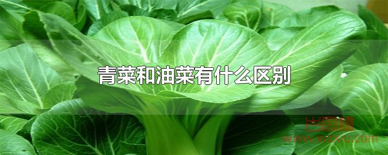 青菜和油菜有什么区别？