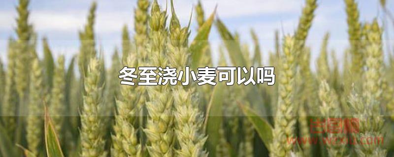 冬至浇小麦可以吗 冬至浇小麦可以吗?