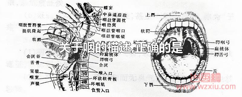 关于咽正确的描述！