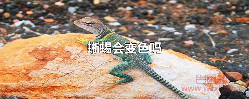 蜥蜴会变色吗?