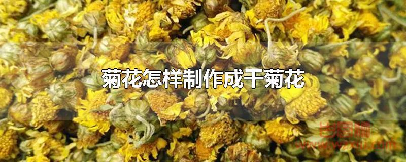 菊花怎样制作成干菊花?