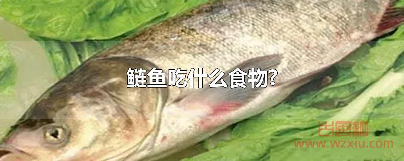 鲢鱼吃什么食物?