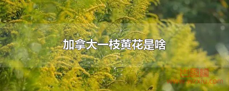 加拿大一枝黄花是啥?