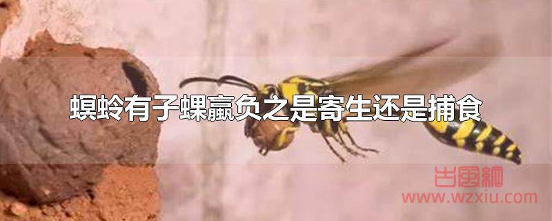 螟蛉有子蜾蠃负之是寄生还是捕食？