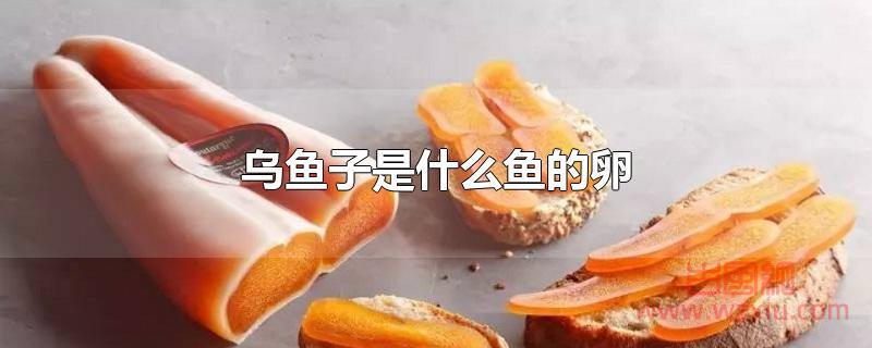 乌鱼子是什么鱼的卵？