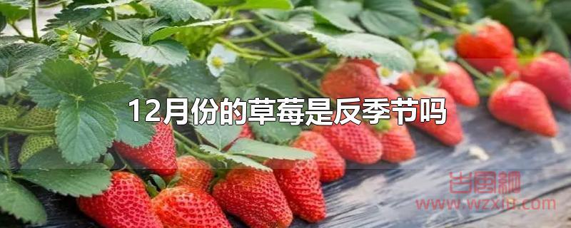 12月份的草莓是反季节吗 12月份的草莓是反季节吗?