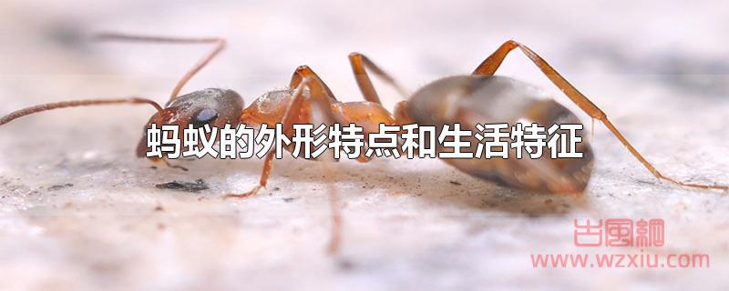 蚂蚁的外形特点和生活特征有哪些？