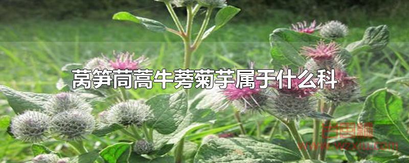 莴笋茼蒿牛蒡菊芋属于什么科？