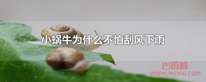 小蜗牛为什么不怕刮风下雨？
