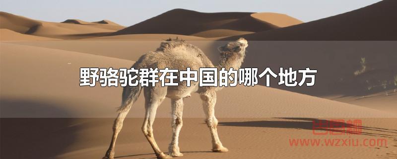 野骆驼群在中国的哪个地方？