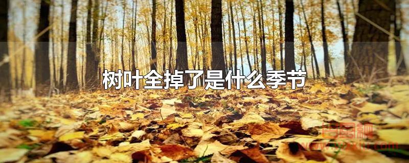 树叶全掉了是什么季节？