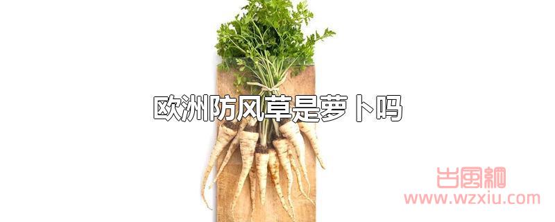 欧洲防风草是萝卜吗？