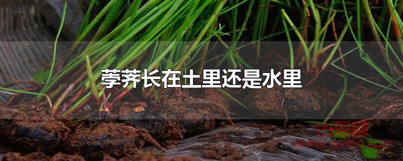荸荠长在土里还是水里 荸荠长在土里还是水里?