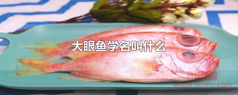 大眼鱼学名叫什么 大眼鱼学名叫什么?