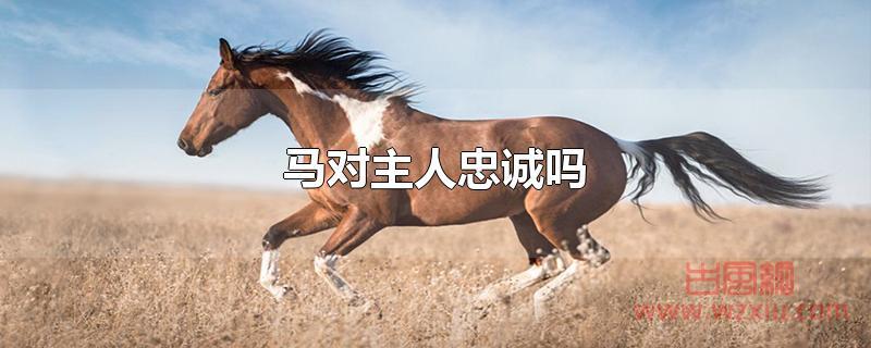 马对主人忠诚吗？