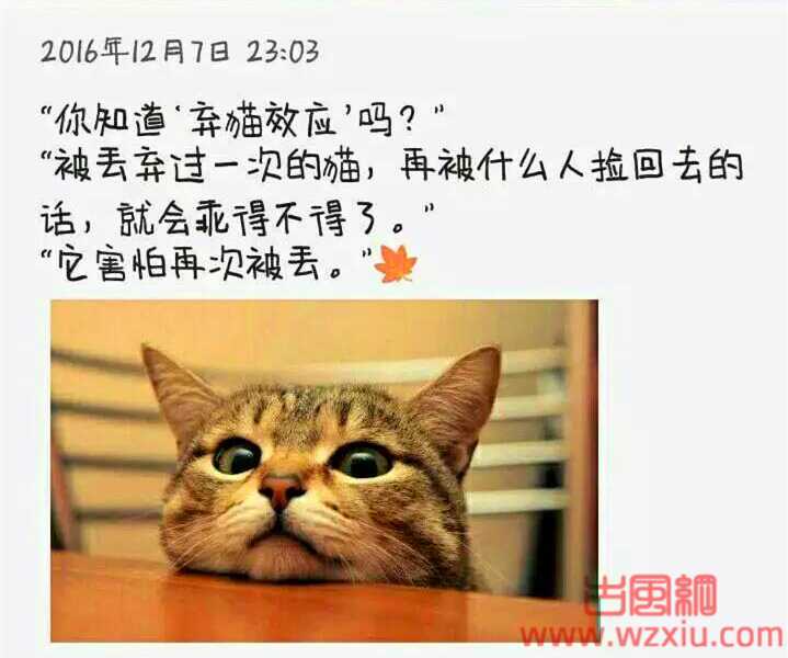 网络用语弃猫效应是什么意思？弃猫效应是真的吗？