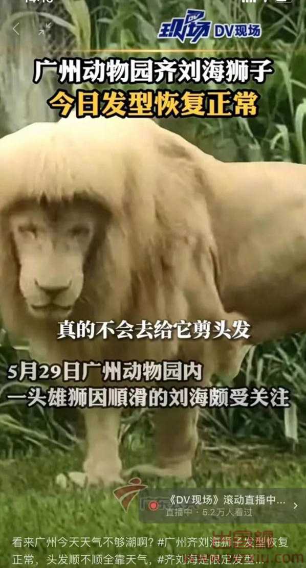 Tony老狮是什么梗？有什么意思？