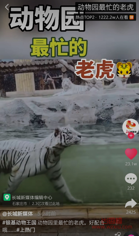 抖音动物园最忙的老虎是什么梗？有什么意思？
